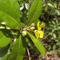 Hugonia ferruginea Wight & Arn.